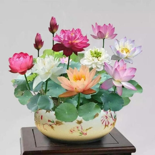 Bonsai Lotus Flower Seeds Orrizon India