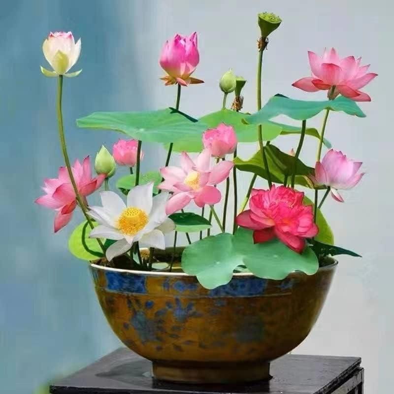Bonsai Lotus Flower Seeds Orrizon India