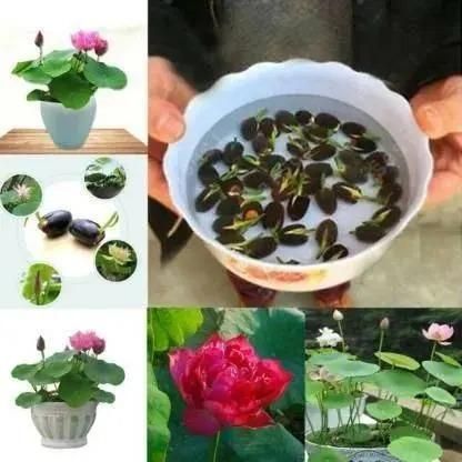 Bonsai Lotus Flower Seeds Orrizon India